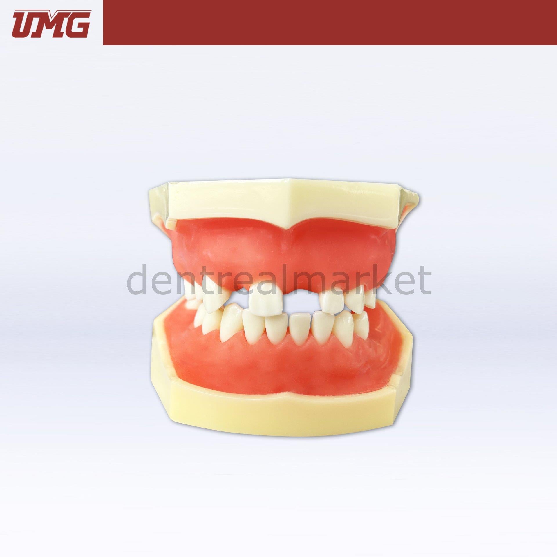 Umg Dental - Umg Model Sine Lift Training Model - UM - 2029