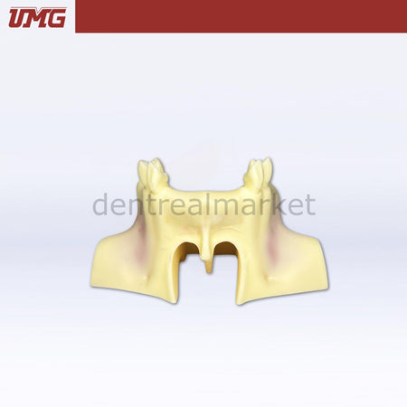 Umg Dental - Umg Model Sine Lift Training Model - UM - Z14